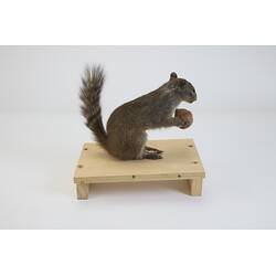 <em>Sciurotamias davidianus</em>, Père David's Rock Squirrel. [C 23782]