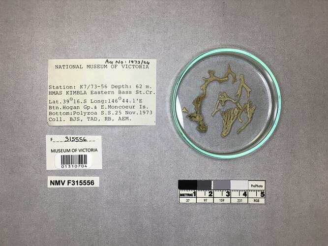 Dry stony coral specimens beside labels.