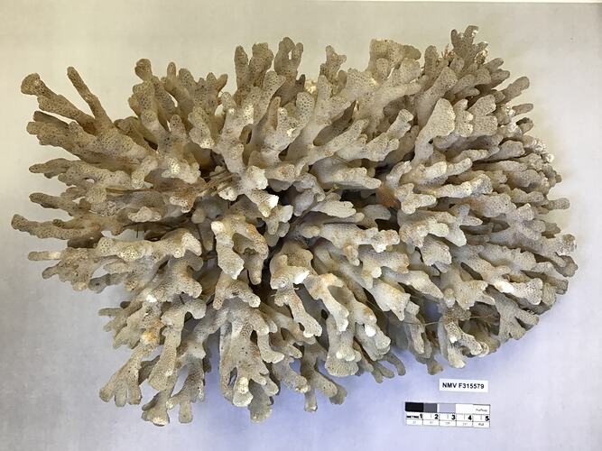 Dry stony coral specimen beside labels.