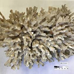 Dry stony coral specimen beside labels.