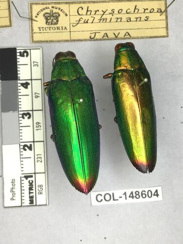 Dorsal view of pinned beetle specimens with labels.