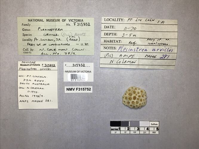 Dry stony coral specimen beside labels.