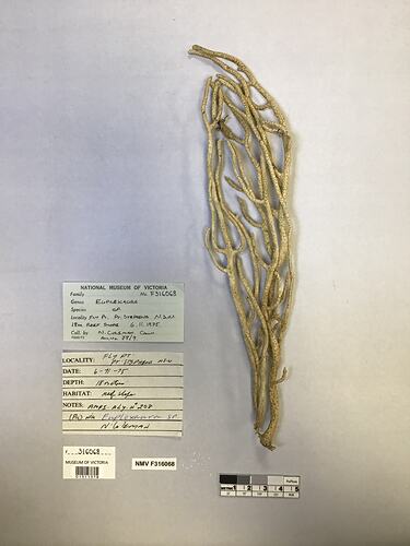 Dry soft coral specimen beside labels.