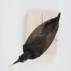 <em>Metopidius indicus</em>, Bronze-winged Jacana. [B 16954]