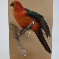 Our Wondrous Planet, Our Wild Family: Taxidermy Mount - Australian King-parrot, <em>Alisterus scapularis</em> (Lichtenstein, 1816)