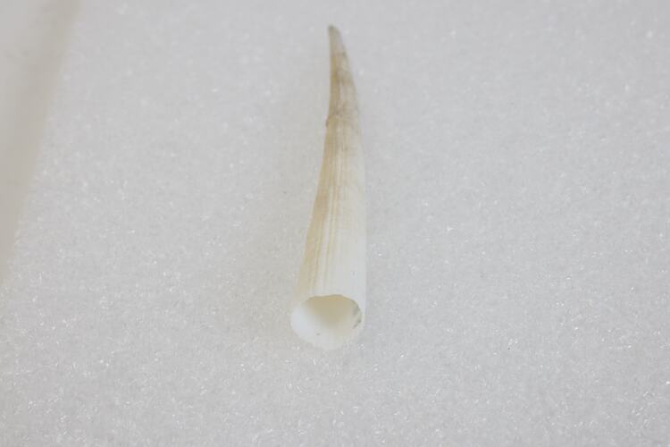 Class Scaphopoda, scaphopod. [F 85286]