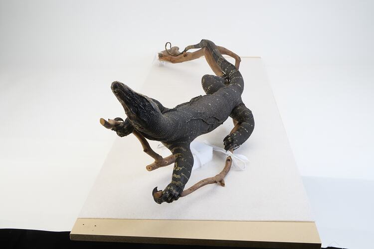 <em>Varanus varius</em>, Lace Monitor. [27301]