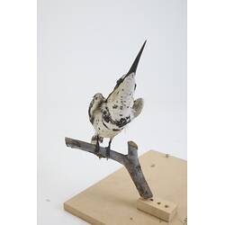<em>Ceryle rudis leucomelanurus</em>, Pied Kingfisher. [54698]