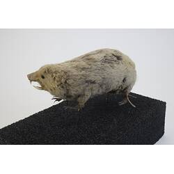<em>Bathyergus suillus</em>, Cape Dune Mole Rat. [C 30039]