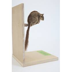 <em>Gymnobelideus leadbeateri</em>, Leadbeater's Possum. [C 31368]
