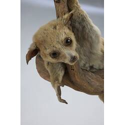 <em>Otolemur crassicaudatus</em>, Brown Greater Galago. [C 30270]