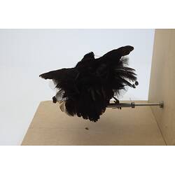 <em>Parotia sefilata</em>, Western Parotia. [46771]