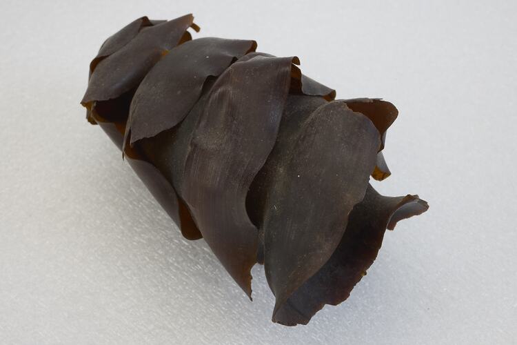 <em>Heterodontus portusjacksoni</em>, Port Jackson Shark. [A 15799]