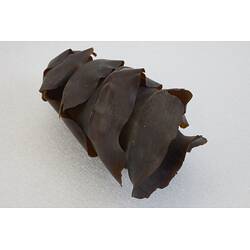 Our Wondrous Planet, Reef: Egg Case - Port Jackson Shark, <em>Heterodontus portusjacksoni</em> (Meyer, 1793)