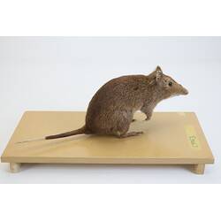 <em>Potorous tridactylus</em>, Long-nosed Potoroo. [C 7863]
