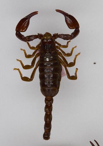 <em>Urodacus manicatus</em>, Black Rock Scorpion. [K 16384]