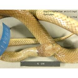 Detail of head of snake specimen beside scale bar, dorsal view.