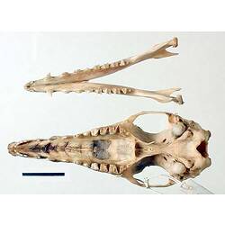 Bandicoot lower jaw and skull, oriented with teeth visible.