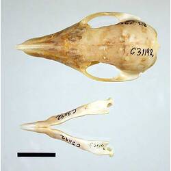 Potoroo skull and lower jaw, outer surfaces visible.