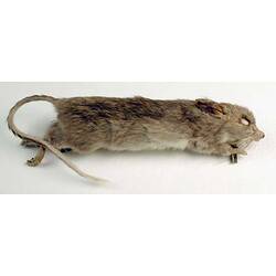 Preserved rat skin specimen.