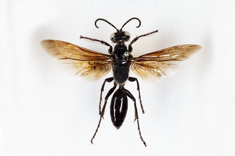 <em>Sphex fumipennis</em>, Smokey-feather Dgger Wasp. [HYM 99034]