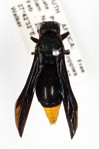 Family Vespidae, wasp. [HYM 99081]
