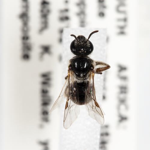 <em>Lasioglossum Evylaeus</em>, bee. [HYM 99145]