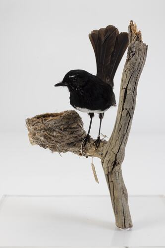 Black and white bird taxidermy specimen and nest mounted on a branch.