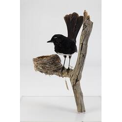 Our Wondrous Planet, Our Wild Family: Taxidermy Mount - Willie Wagtail, <em>Rhipidura leucophrys</em>