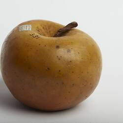 Wax model of yellow apple with slight red tinge.