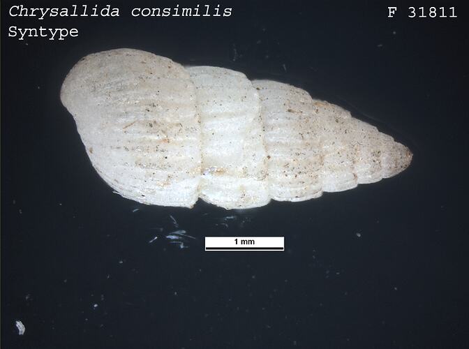 <em>Chrysallida consimilis</em>, marine snail.  Syntype.  R.F. Geale Collection.  Registration no. F 31811.