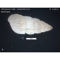 <em>Chrysallida consimilis</em>, marine snail.  Syntype.  R.F. Geale Collection.  Registration no. F 31811.