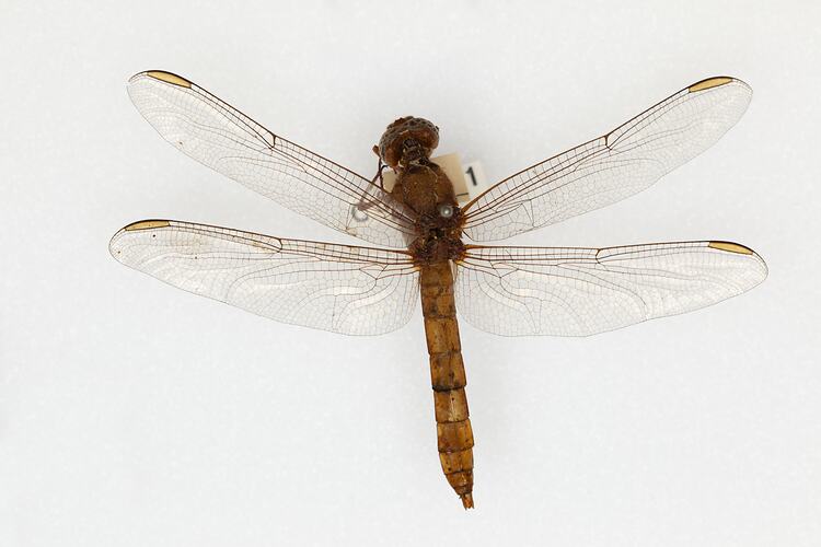 <em>Orthetrum macrostigma</em>, Skimmer Dragonfly. [ODO 4251]