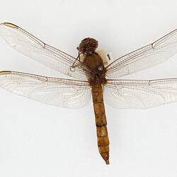 Our Wondrous Planet, Our Wild Family: Dry Specimen - Skimmer dragonfly, <em>Orthetrum macrostigma</em> Longfield, 1947