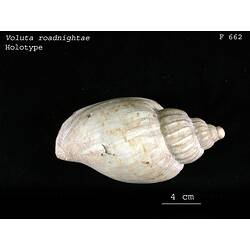 <em>Voluta roadnightae</em>, volute snail.  Holotype.  Registration no. F 662.