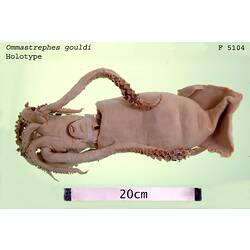<em>Ommastrephes gouldi</em>, Red Arrow Squid.  Holotype.  Registration no. F 5104.