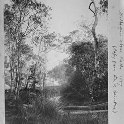 Photograph - by A.J. Campbell, Gardiner's Creek, Victoria, circa 1890