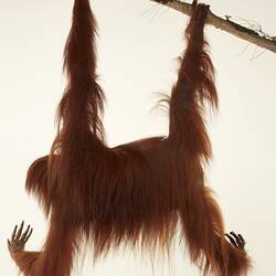 <em>Pongo pygmaeus</em>, Bornean Orangutan. [C 41761]