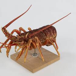 <em>Jasus edwardsii</em>, Southern Rock Lobster. [J 75632]