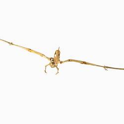 Articulated cast of a Pteranodon skeleton posed as if in flight.
