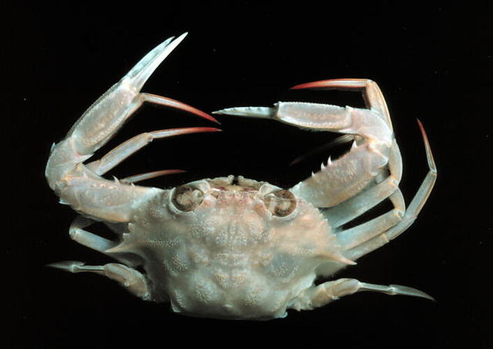 Dorsal view of crab specimen.