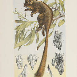 Lithographic Print - Leadbeater's Possum, Gymnobelideus leadbeateri, John James Wild, 1884