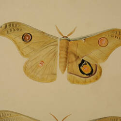 Coloured drawing of a butterfly.
