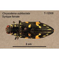 Jewel beetle specimen, female, dorsal view.