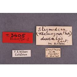 Entomology type specimen labels.