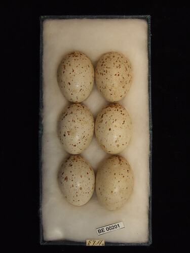 Six bird eggs with specimen labels in box.