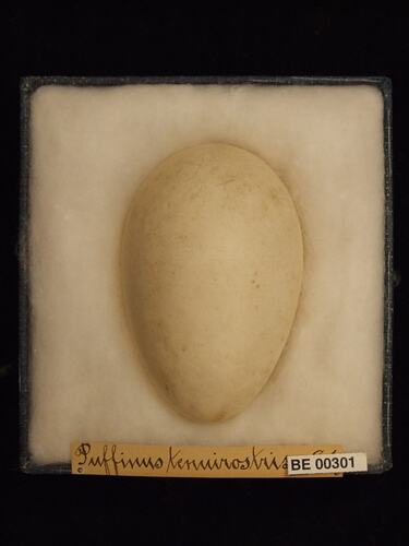 Bird egg with specimen labels in box.