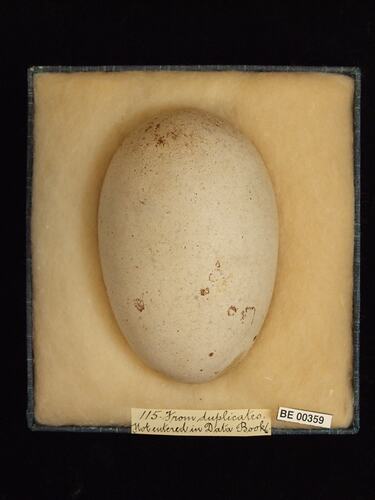 Bird egg with specimen labels in box.