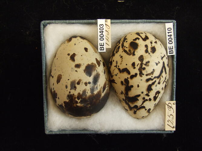 Two bird eggs with specimen labels in box.