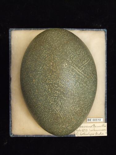 Bird egg with specimen labels in box.